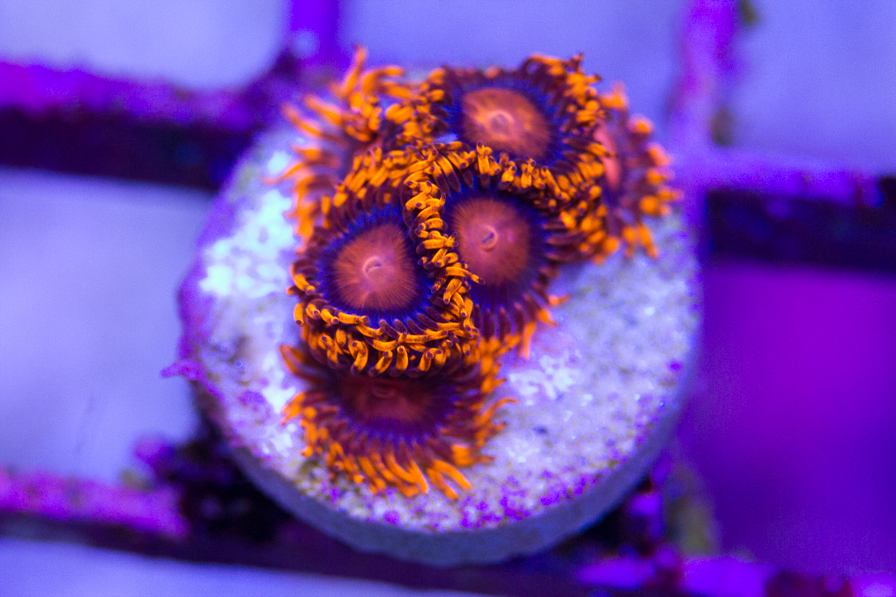 coral_for_sale_20191015_6117.jpg