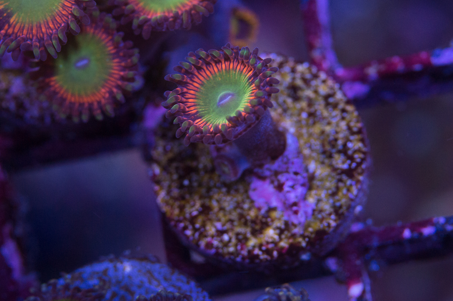 coral_for_sale_20200814_1107.jpg
